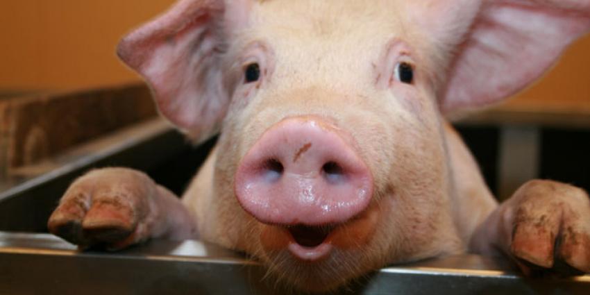 NVWA treedt strenger op tegen niet nakomen regels voor diervoeder