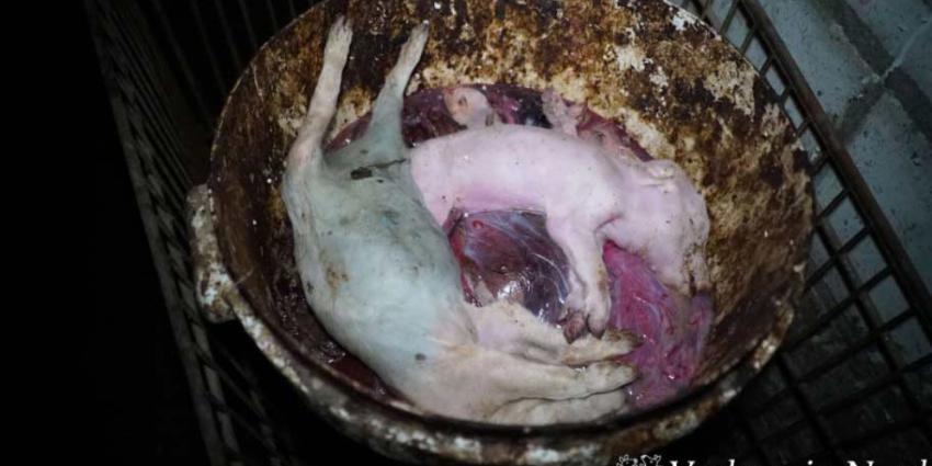 Misstanden in varkensstallen in Noord-Brabant, Utrecht en Limburg