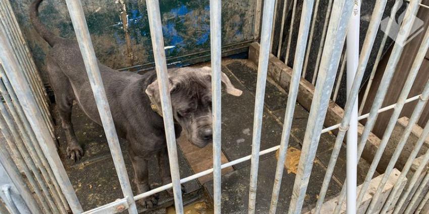 In beslag genomen hond