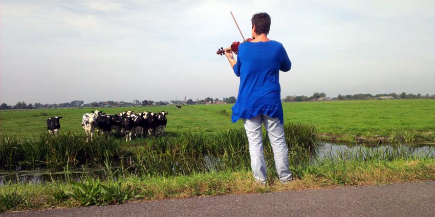 Koeien komen massaal af op vioolmuziek