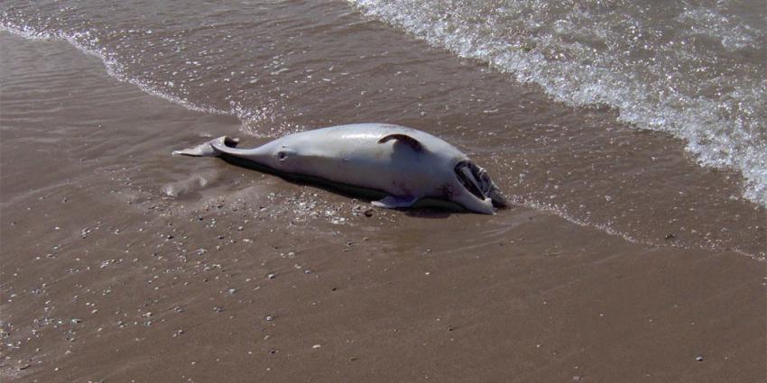 Record bruinvissen voor Nederlandse kust