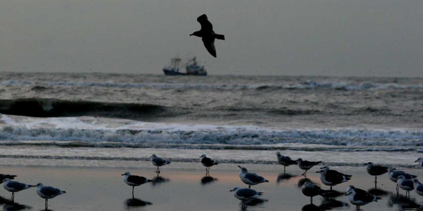 vissersboot-meeuwen-zee