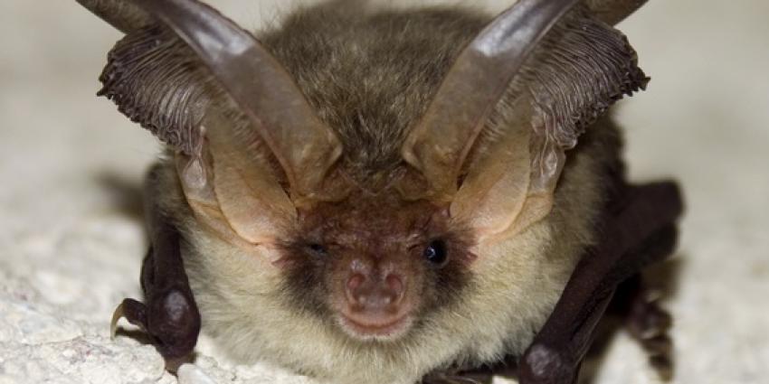 Cocktail van pesticiden gevonden in vleermuizen
