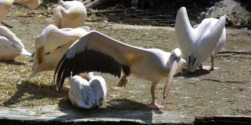 vogel-pelikaan-artis