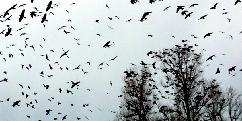 Onderzoekers hopen eerder te kunnen waarschuwen bij verspreiding vogelgriep door trekvogels