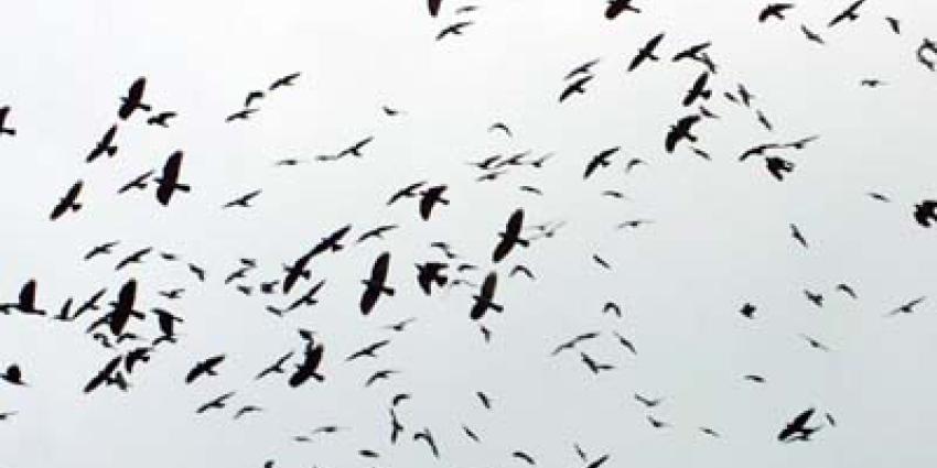 vogelgriep-vogels-boom