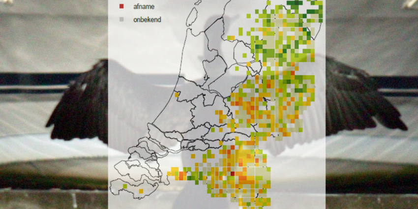 Sovon: Verspreiding vogelsoorten binnen Nederland is flink veranderd