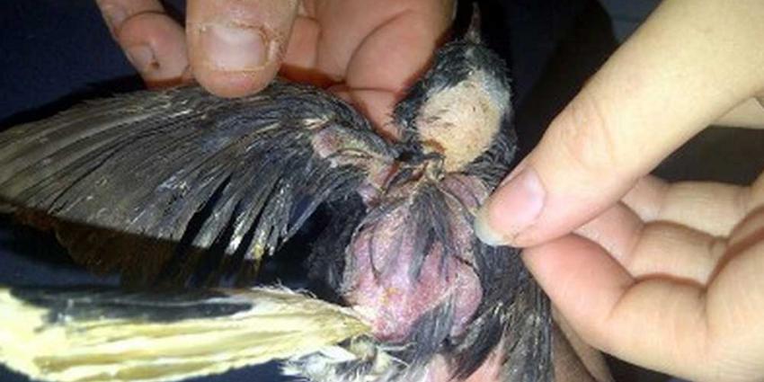 Dierenpolitie haalt 76 verwaarloosde vogels uit woning Waalwijk