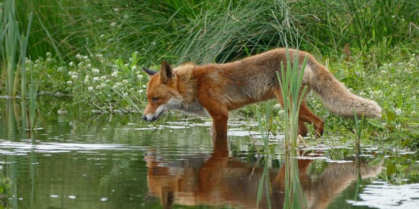 Vergunning voor doden vossen in Flevoland onterecht afgegeven