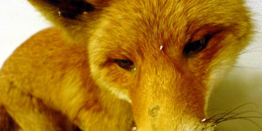 Doden van vossen niet toegestaan in Rotterdam