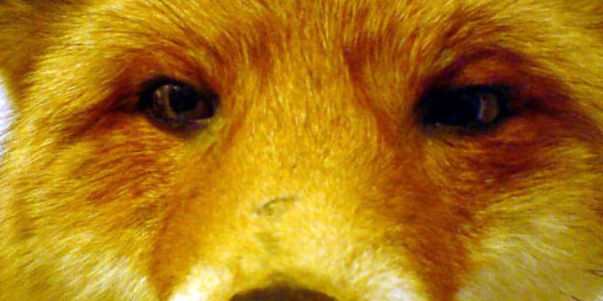 'Pas op voor dedelijke parasiet'