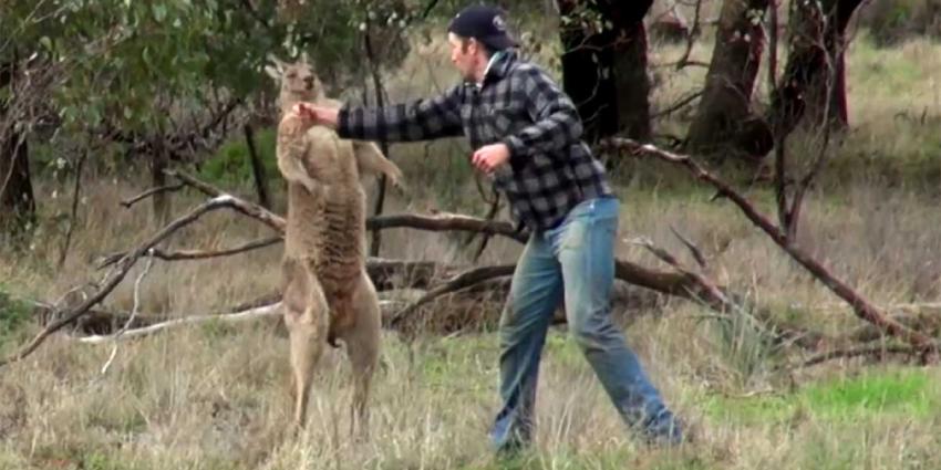 Man redt jachthond uit wurggreep kangoeroe met 'directe rechtse'