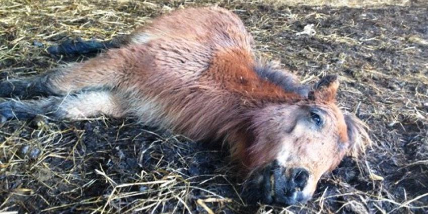 Pony overlijdt in kinderboerderij door vermoedelijk mishandeling