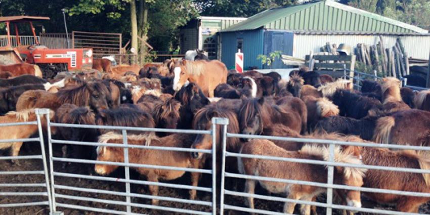 Foto verwaarloosde pony's en paarden | Politie