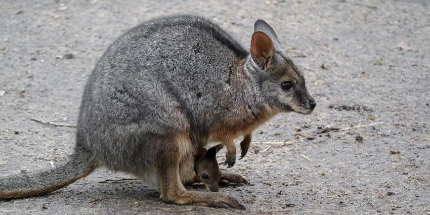 Wallaby-jong ontdekt in DierenPark Amersfoort