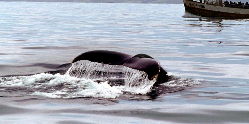 Nederland wil dat walvis- en dolfijnjacht volledig stopt