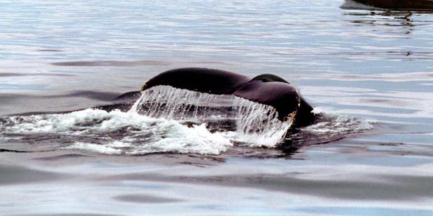 In Zeeland aangespoelde walvis gaat naar destructiebedrijf