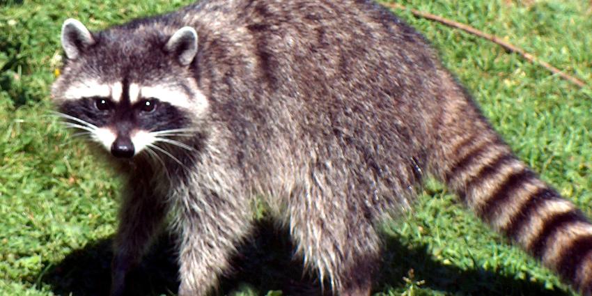 Natuurgebied afgesloten vanwege wasbeer