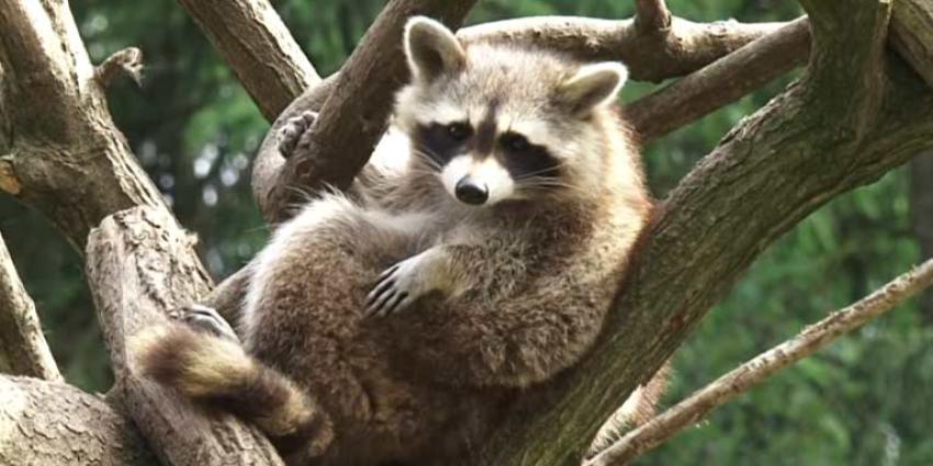 Wasbeerfamilie gespot in Limburg