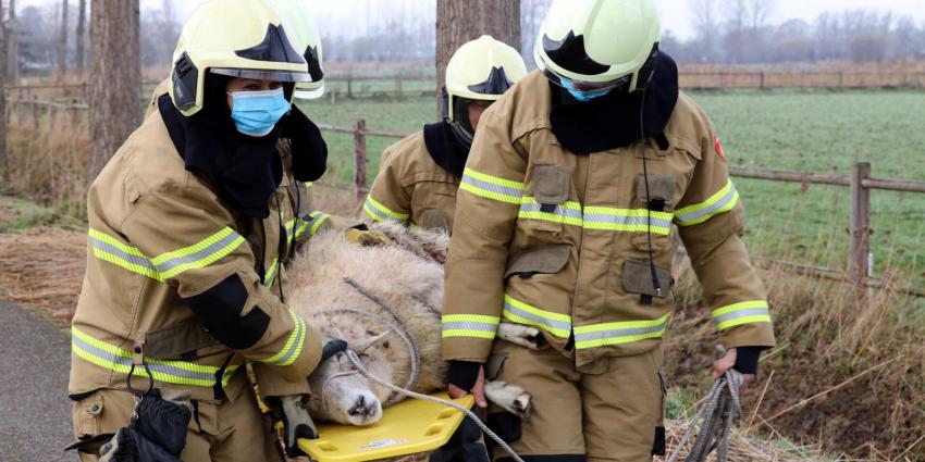 wervelplank-schaap-brandweer