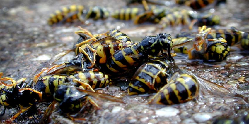Waar zijn de insecten gebleven?