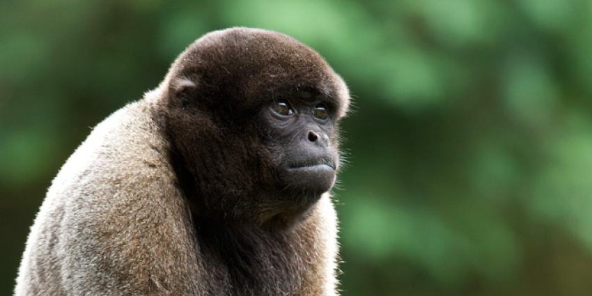 Zeldzame wolaap geboren in Apenheul