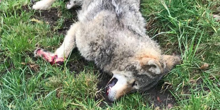 'Wolf uit Nederland doodgereden in België'