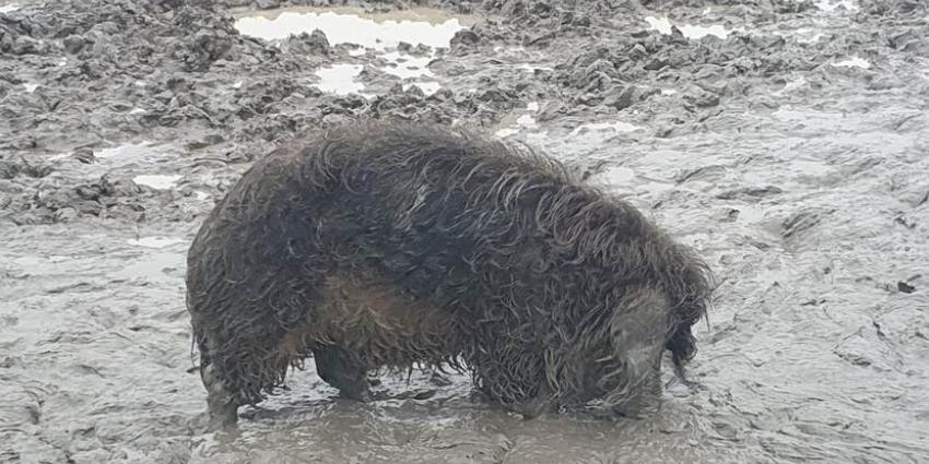 Wolvarken in dikke laag modder