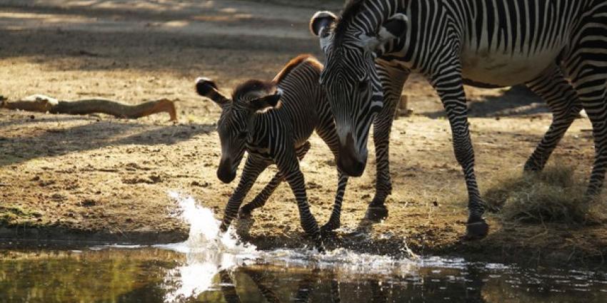 Zebraveulen voor het eerst naar buiten in DierenPark Amersfoort