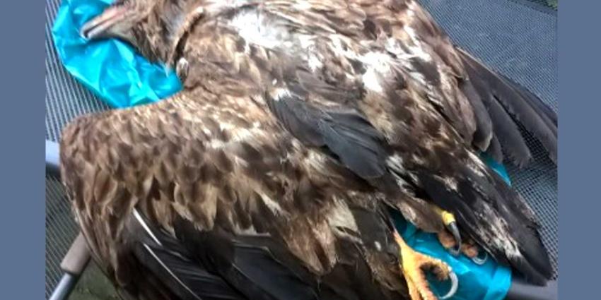 Veel roofvogels worden in Nederland illegaal gedood
