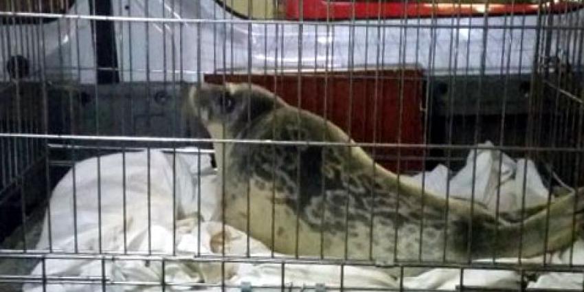 Minder opvang voor zeehonden nodig