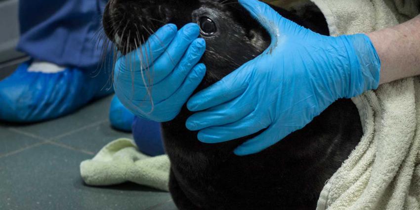 Opnieuw zwarte zeehondenpup opgedoken