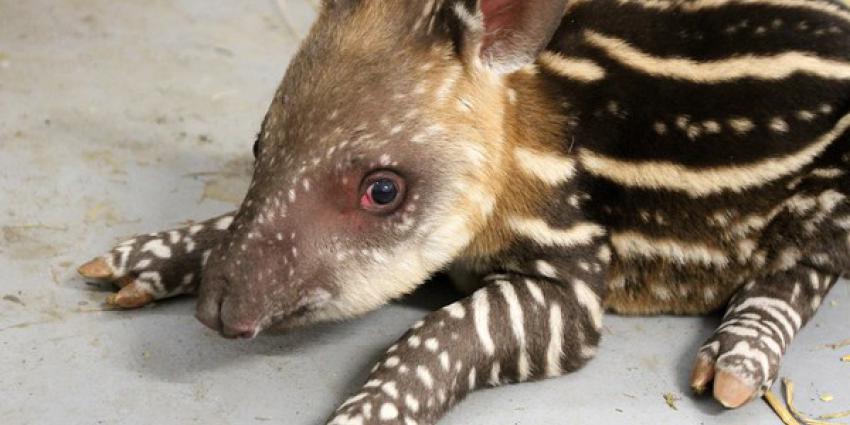 Zuid-Amerikaanse tapir geboren in ARTIS