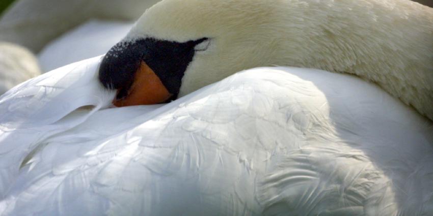 zwaan-slapen-knobbel