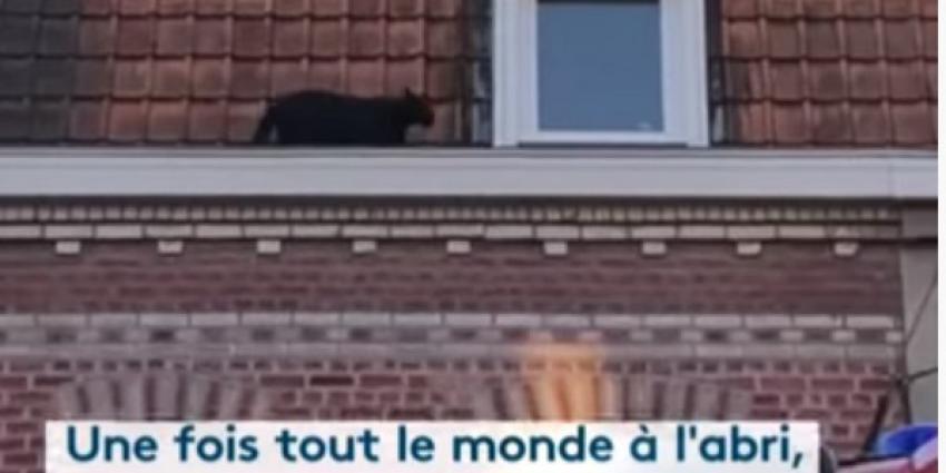 zwarte panter, dak, appartementen, frankrijk,