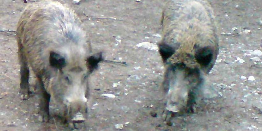 Veertien zwijnen op A2 doodgereden