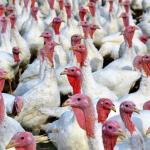 kalkoenen-vogelgriep