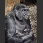 GaiaZOO-Gorilla-jong