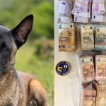speurhond-Monster-bankbiljetten-witwassen