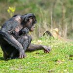 Moeder met baby Bonobo