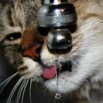 Foto van poes die kraanwater drinkt | MV
