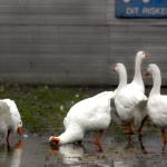 Overijssel moet gevolgen ganzenafschot alsnog onderzoeken