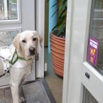 geleidehond, kngf, golden retrevier