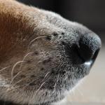 Aanhouding na aansporen hond tot geweld
