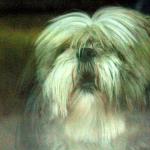 Hond zonder kop en poten in park in Brunssum aangetroffen