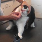 kat-poes-dierenarts-medicijn
