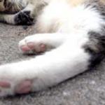 Foto van kat | Archief EHF