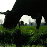 Bijna een kwart Zuid-Holland nu bebouwd