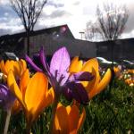 krokus-lente-zon-fietser-sporten