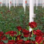 Vier bloemenkwekerijen van coöperatie FloraHolland platgebrand en vernield